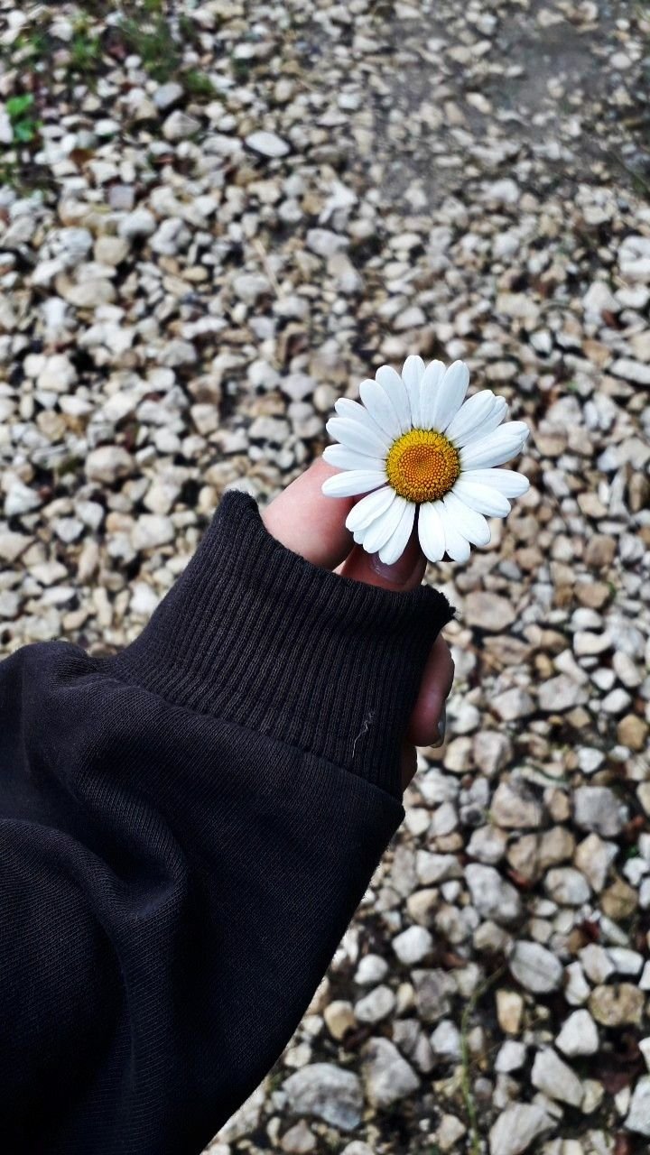 Ромашки в руках