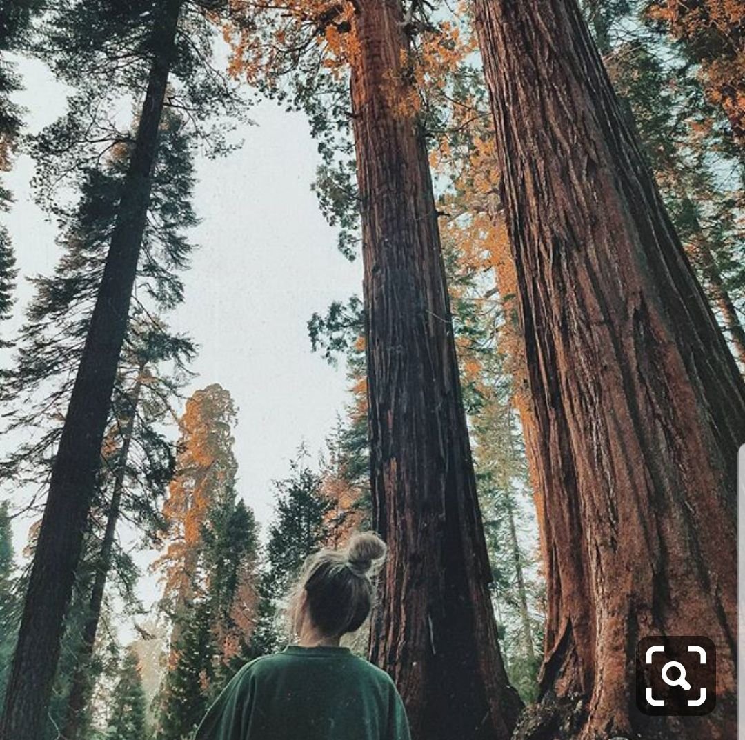 Фотосессии в Сосновом лесу идеи