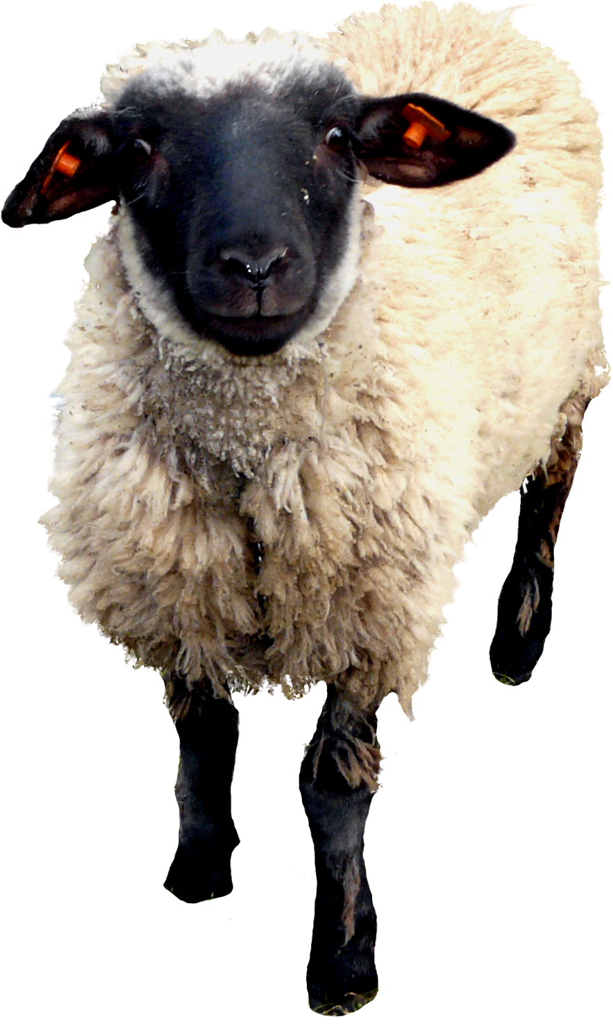 Овечка на прозрачном фоне