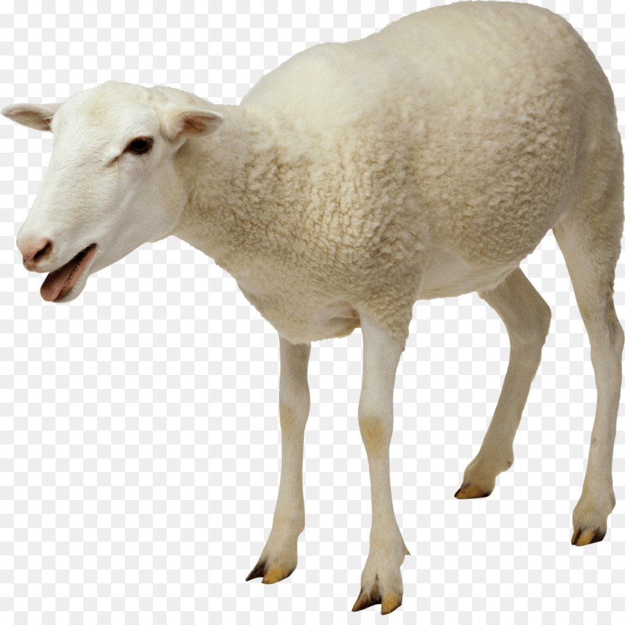 Джакоб овцы