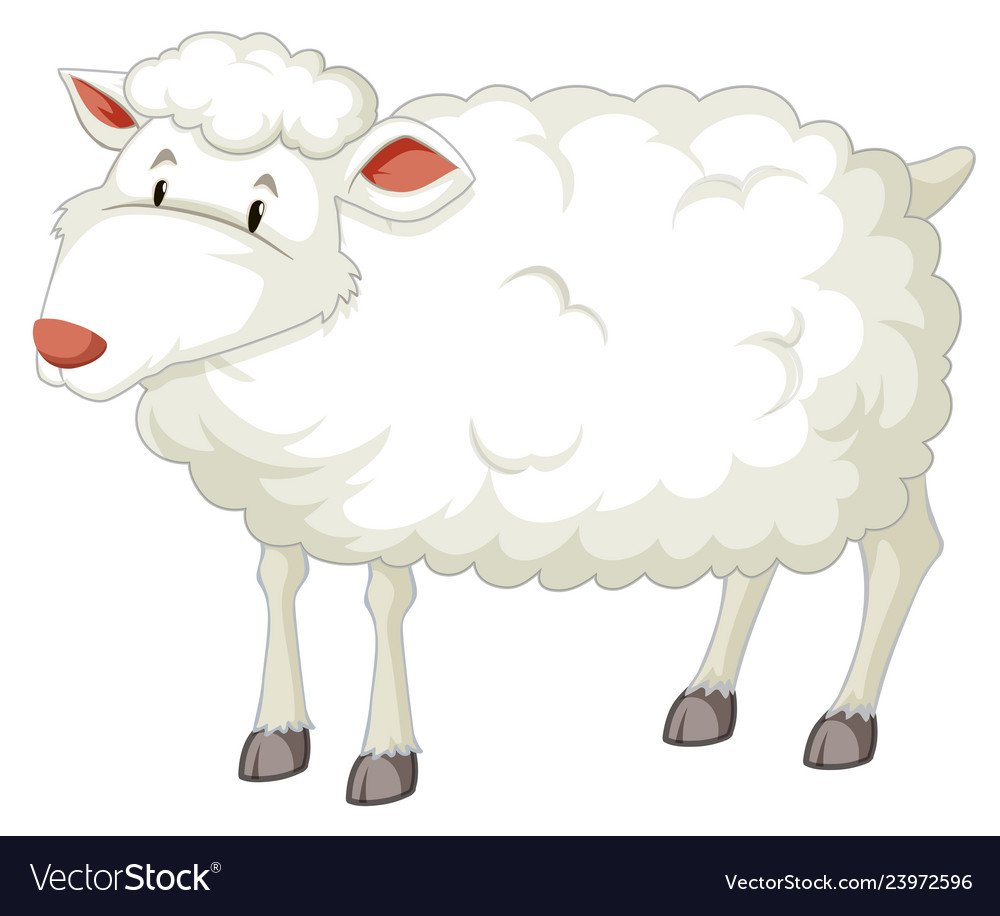 Овечка на белом фоне