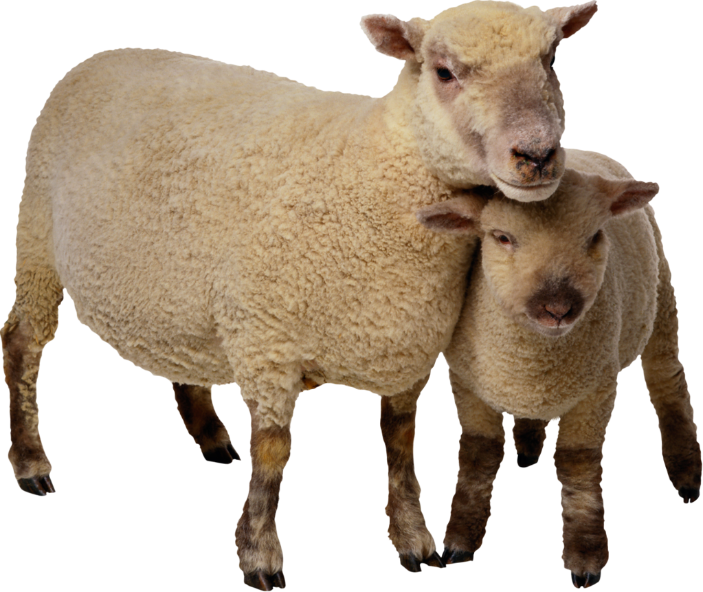 Сельскохозяйственные животные на белом фоне