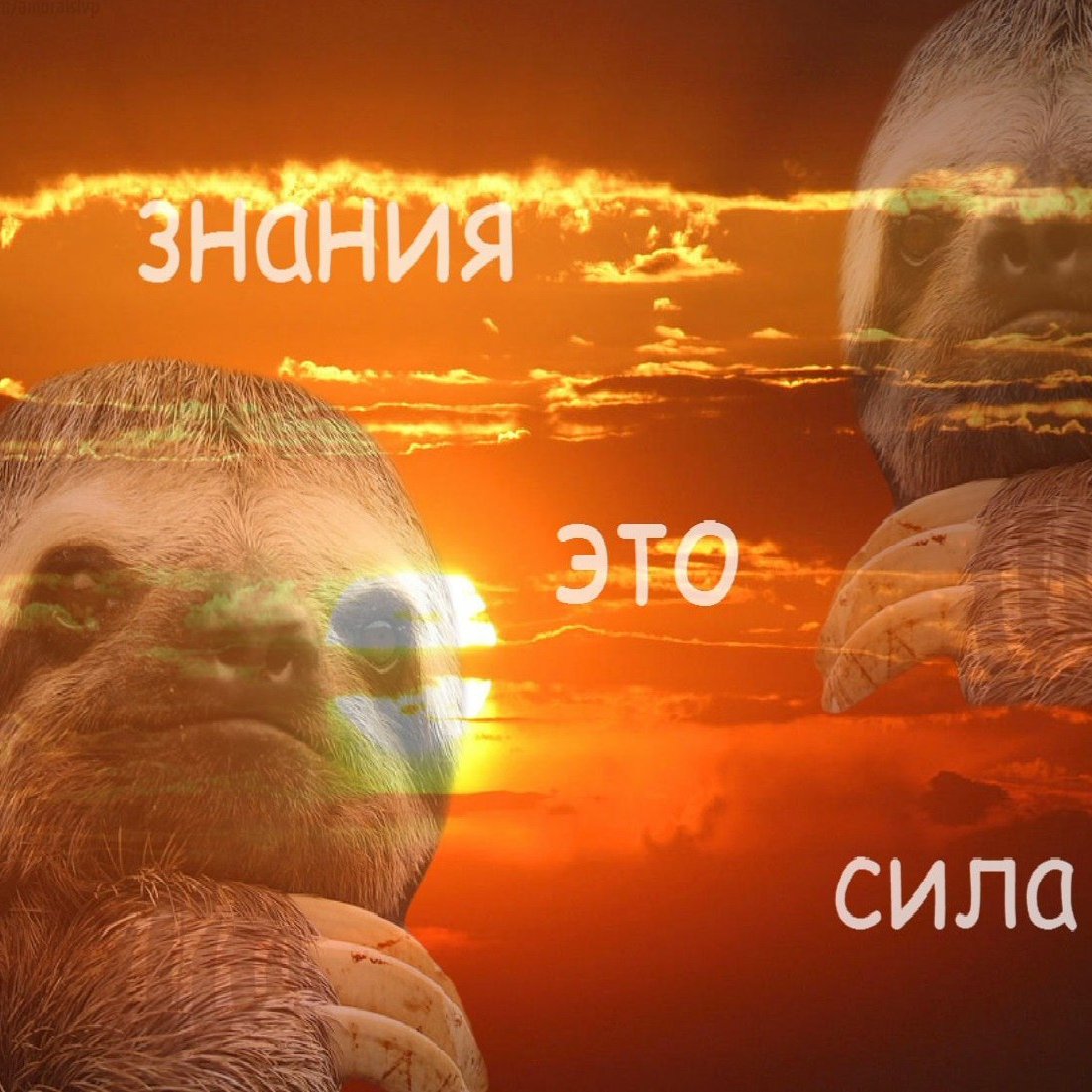 Знания сила Мем Ленивец