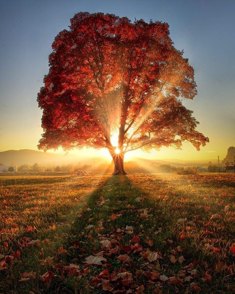 Осеннее дерево