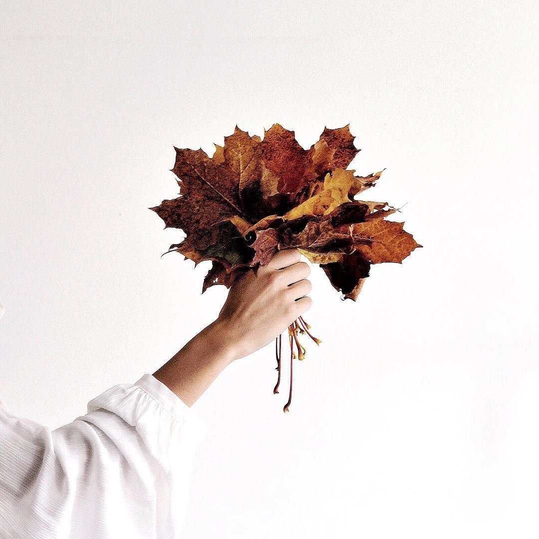 Огненное дерево Краснодар