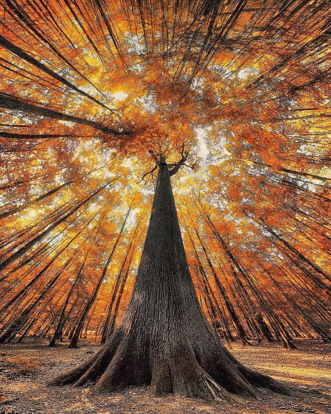 Деревья осенью