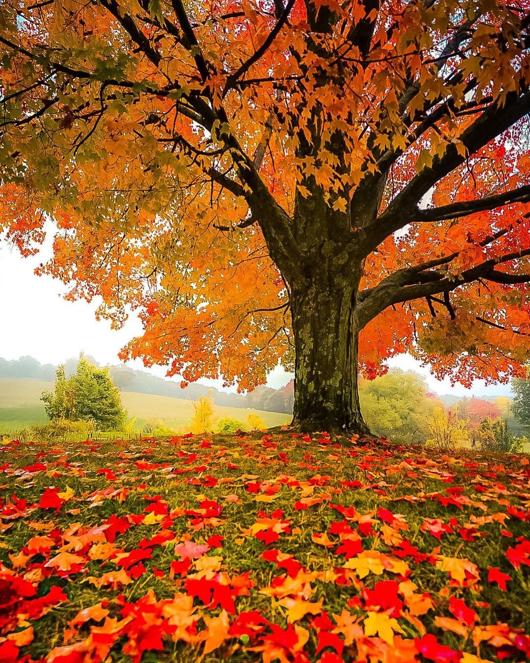 Осенние фотофоны красивые