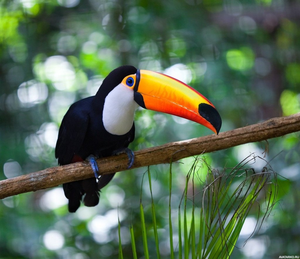 Златоухий Тукан