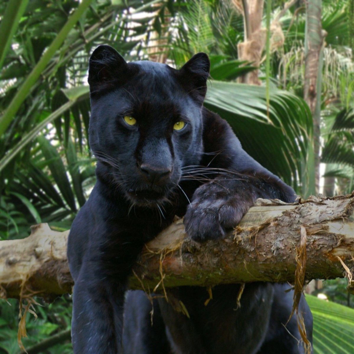 Кошачий лемур ареал