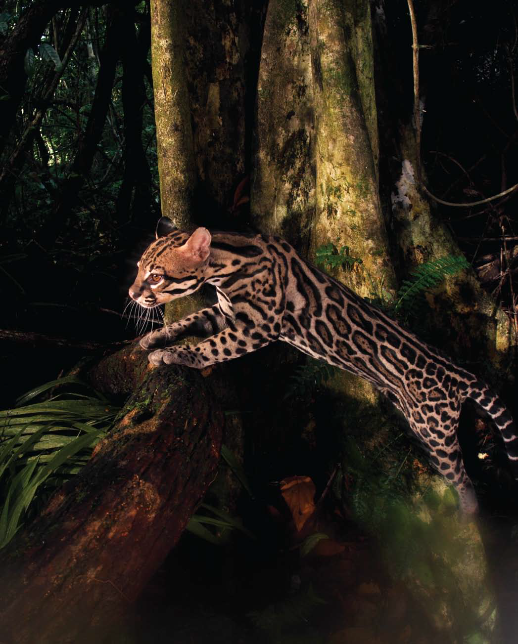 Тропики попугаи