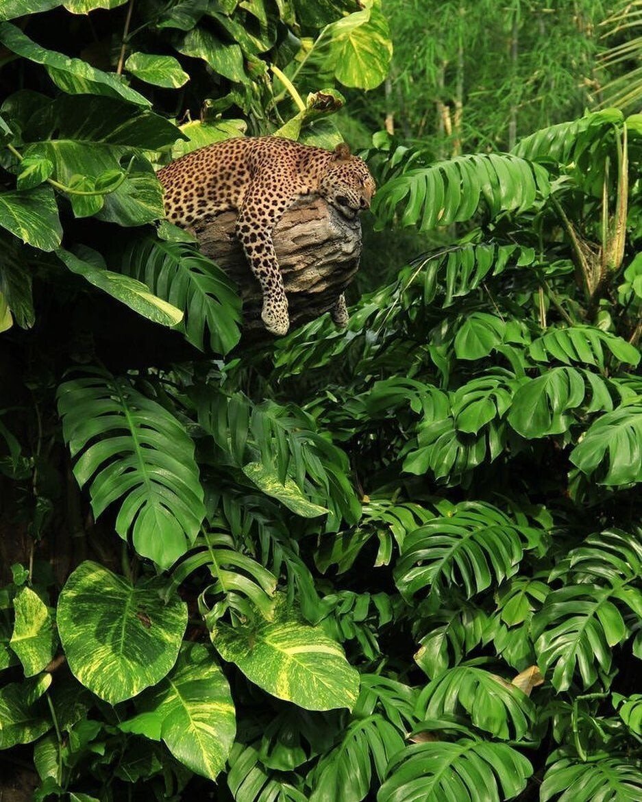 Пантера Бразилия