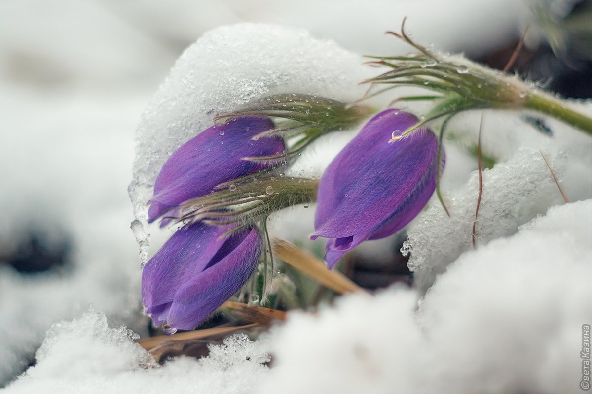 Амурские подснежники