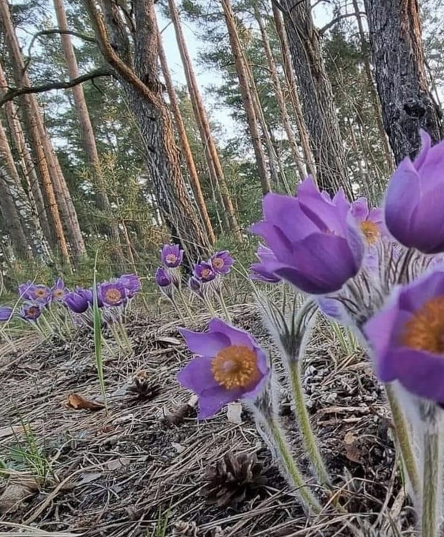 Подснежник Сибирский прострел