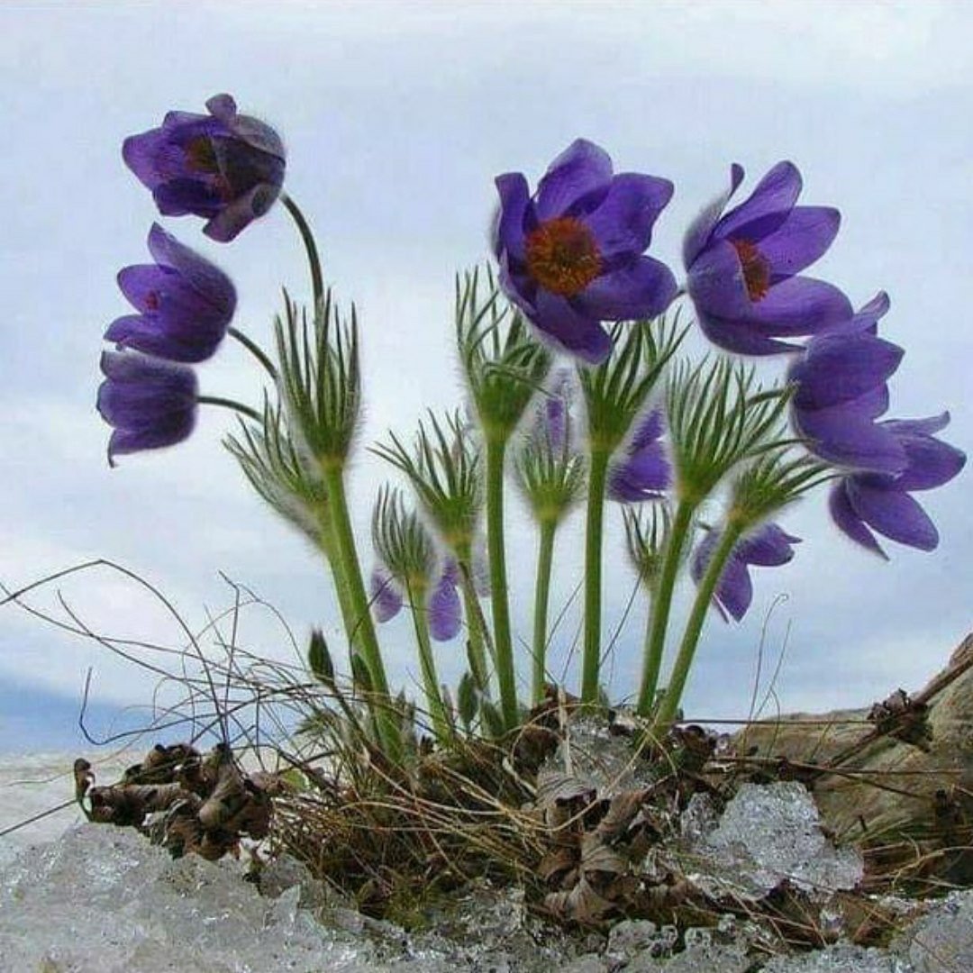 Пролеска Сибирская под снегом