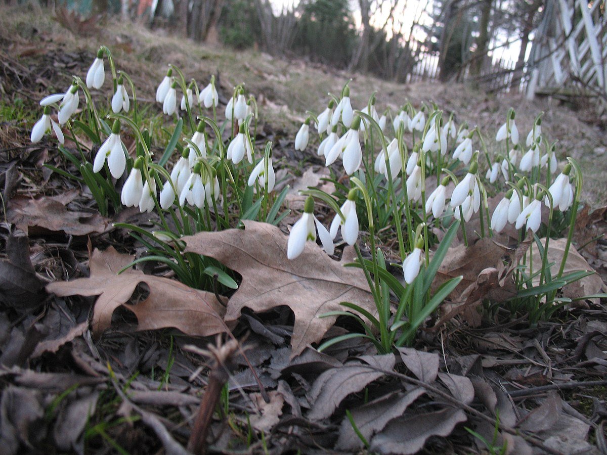 Подснежники в Тюмени