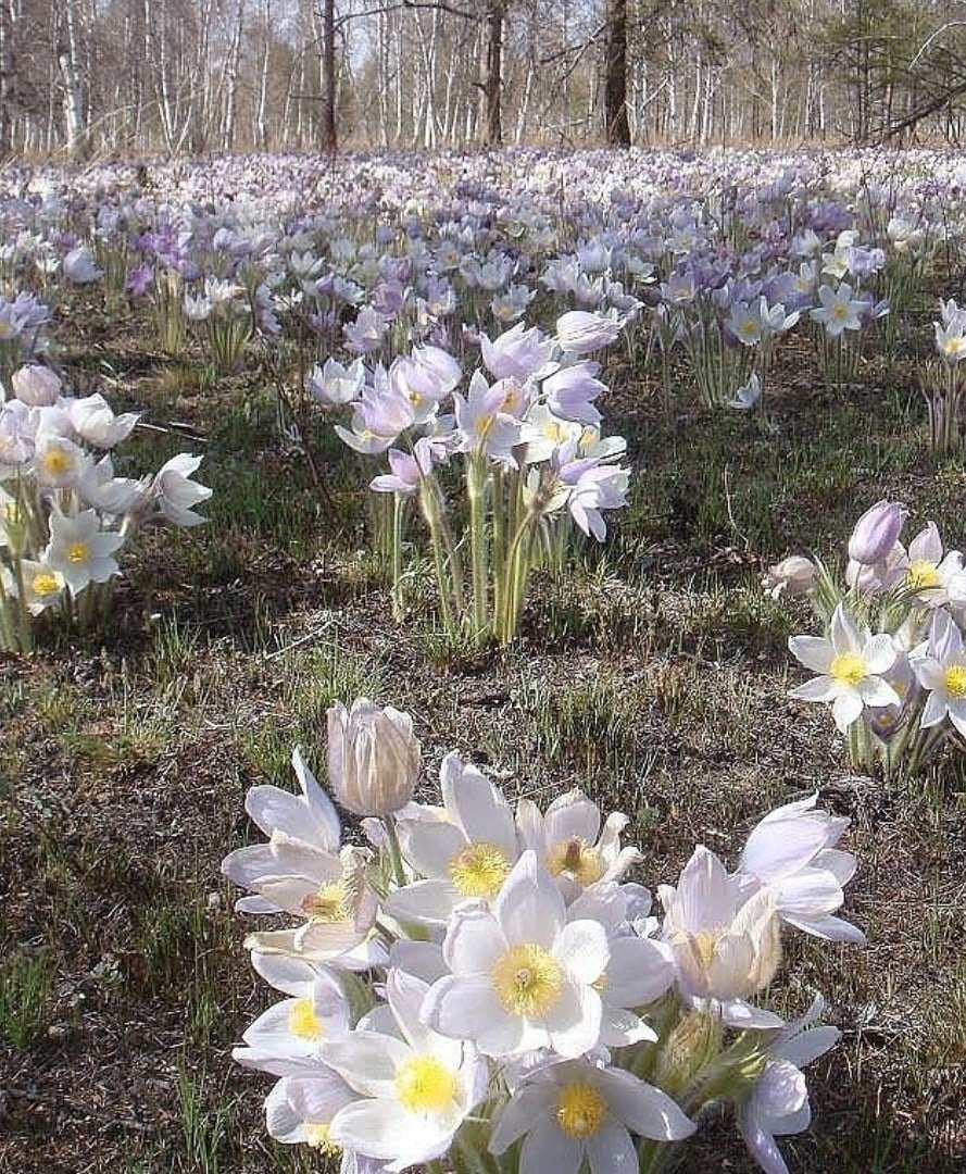 Подснежники в Сибири