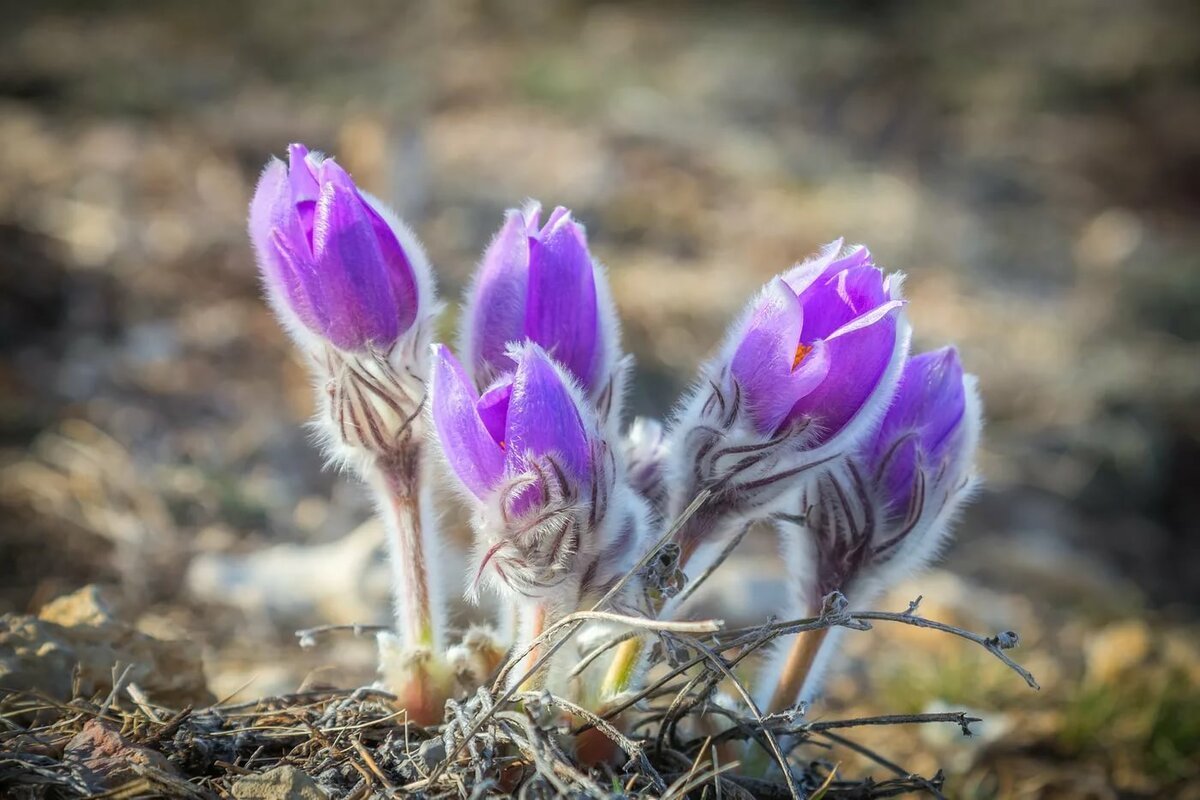 Подснежник Сибирский прострел