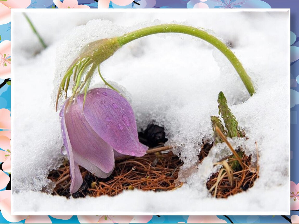 Цветы под снегом