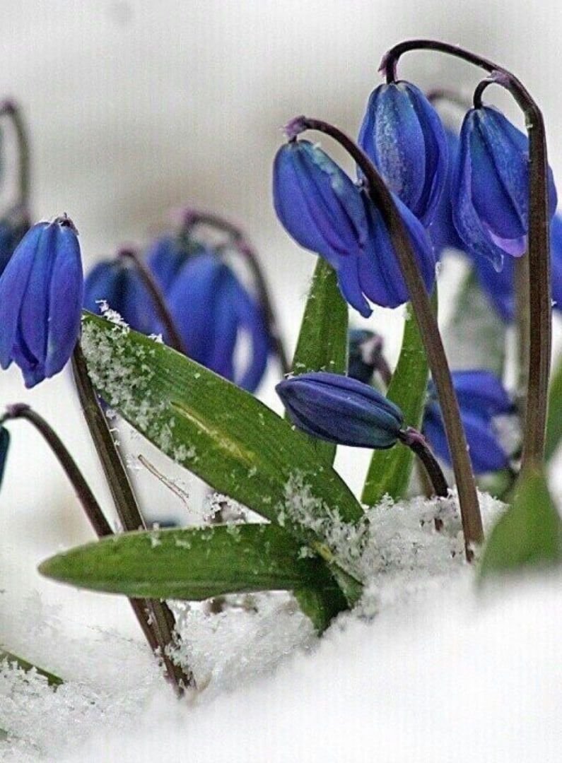 Ньургуһун сибэкки