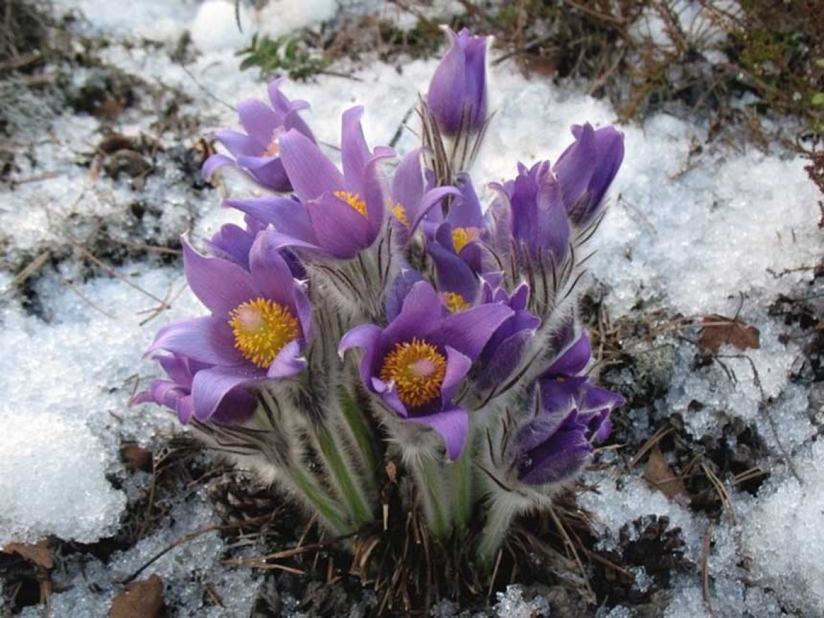 Подснежники в Воронеже