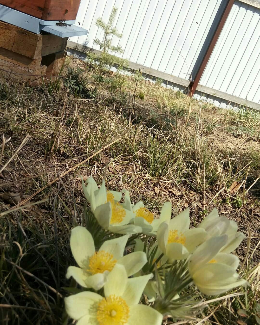 Крымский первоцвет Крокус