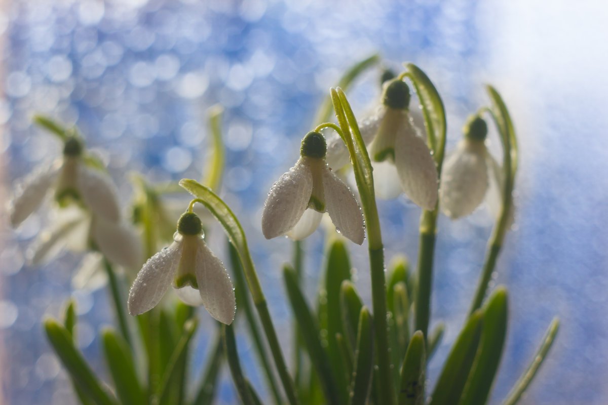 Подснежник Сибирский прострел краснокнижный