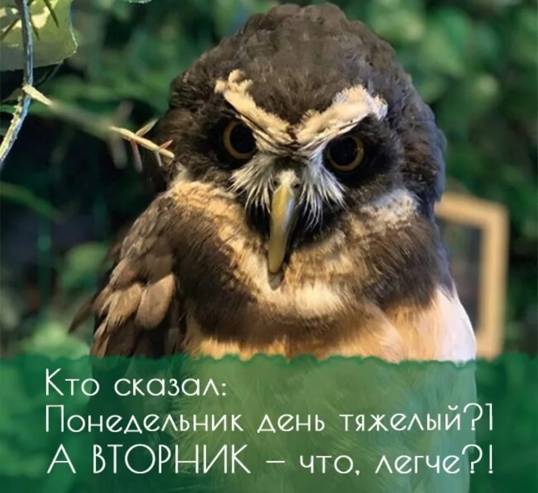 Утро вторника