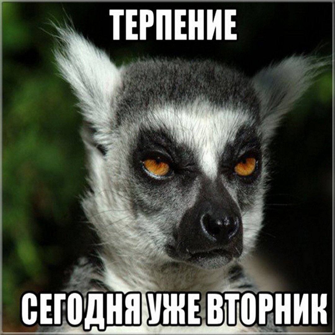 Вторник приколы