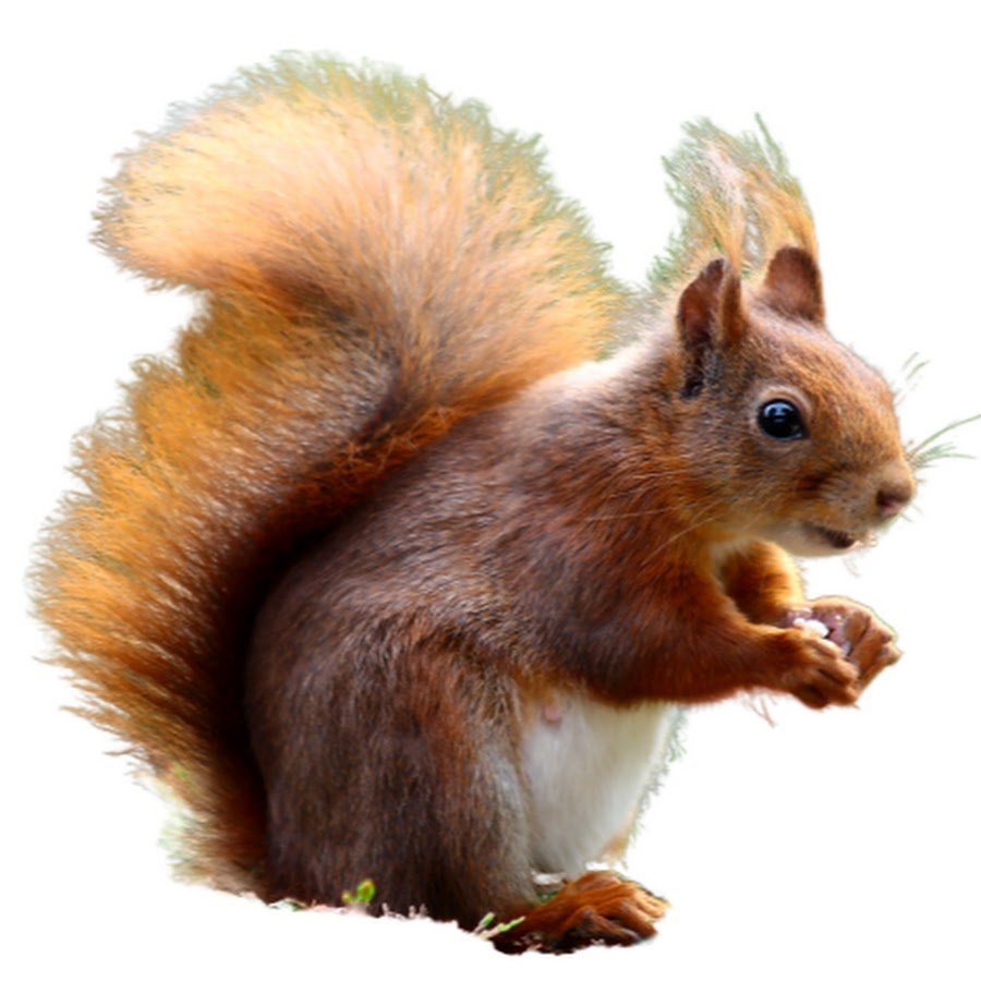 Белка на белом фоне