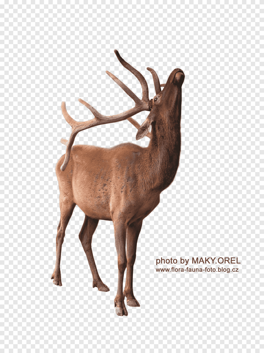 Олень для фотошопа