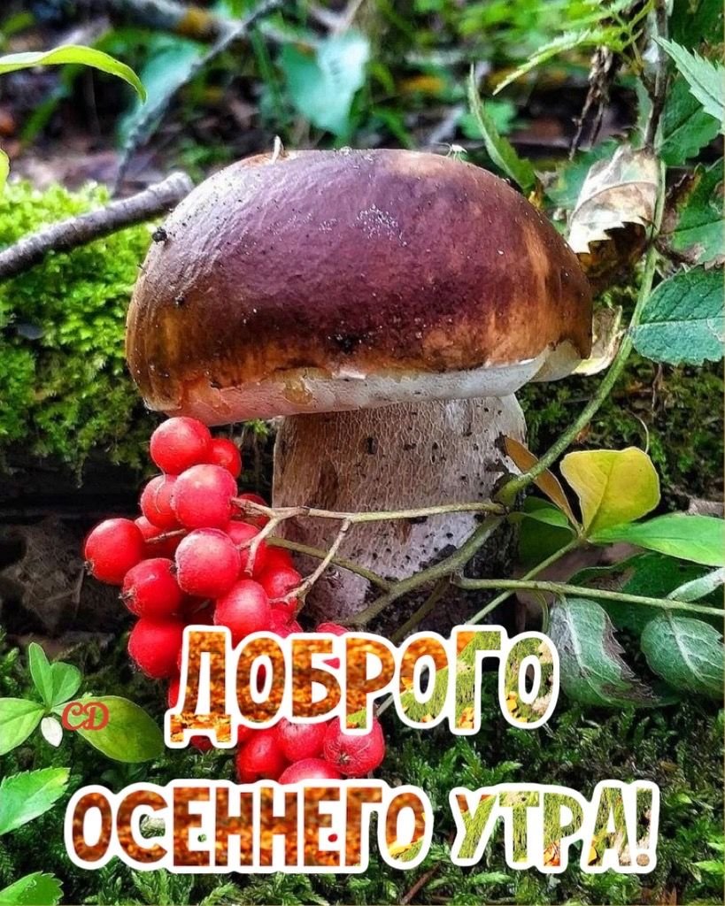 Позитивные пожелания с добрым утром