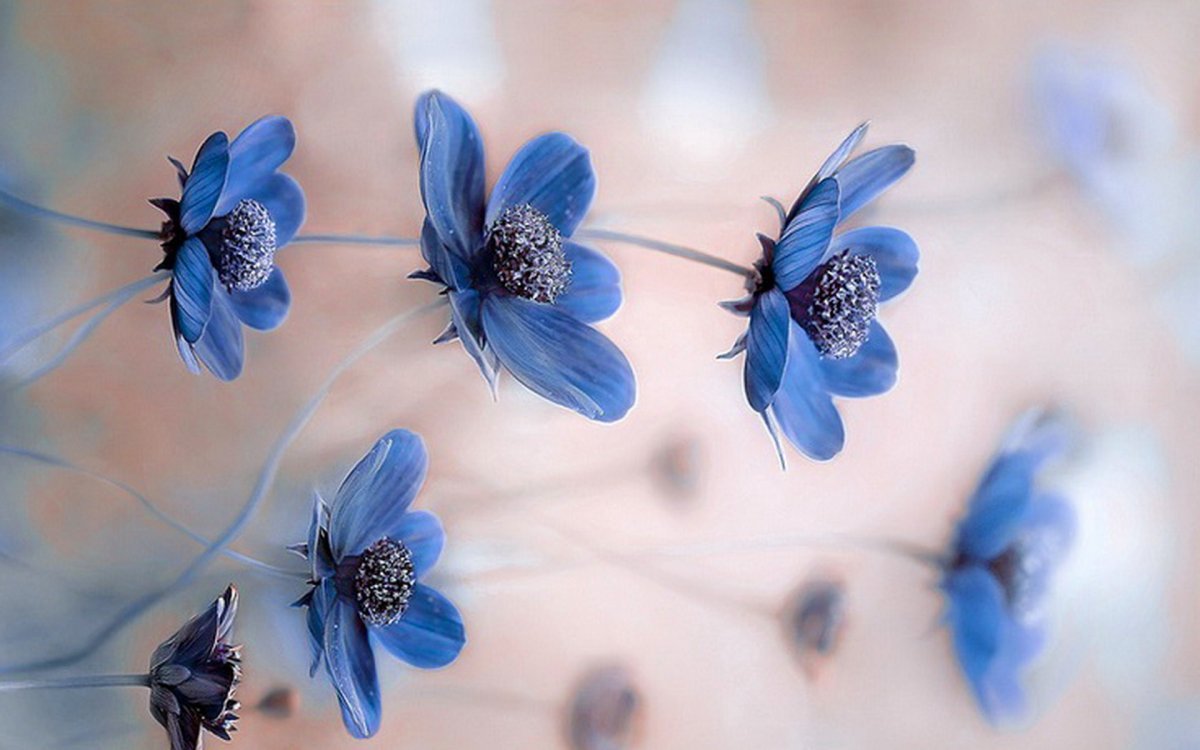 Нежные голубые цветы