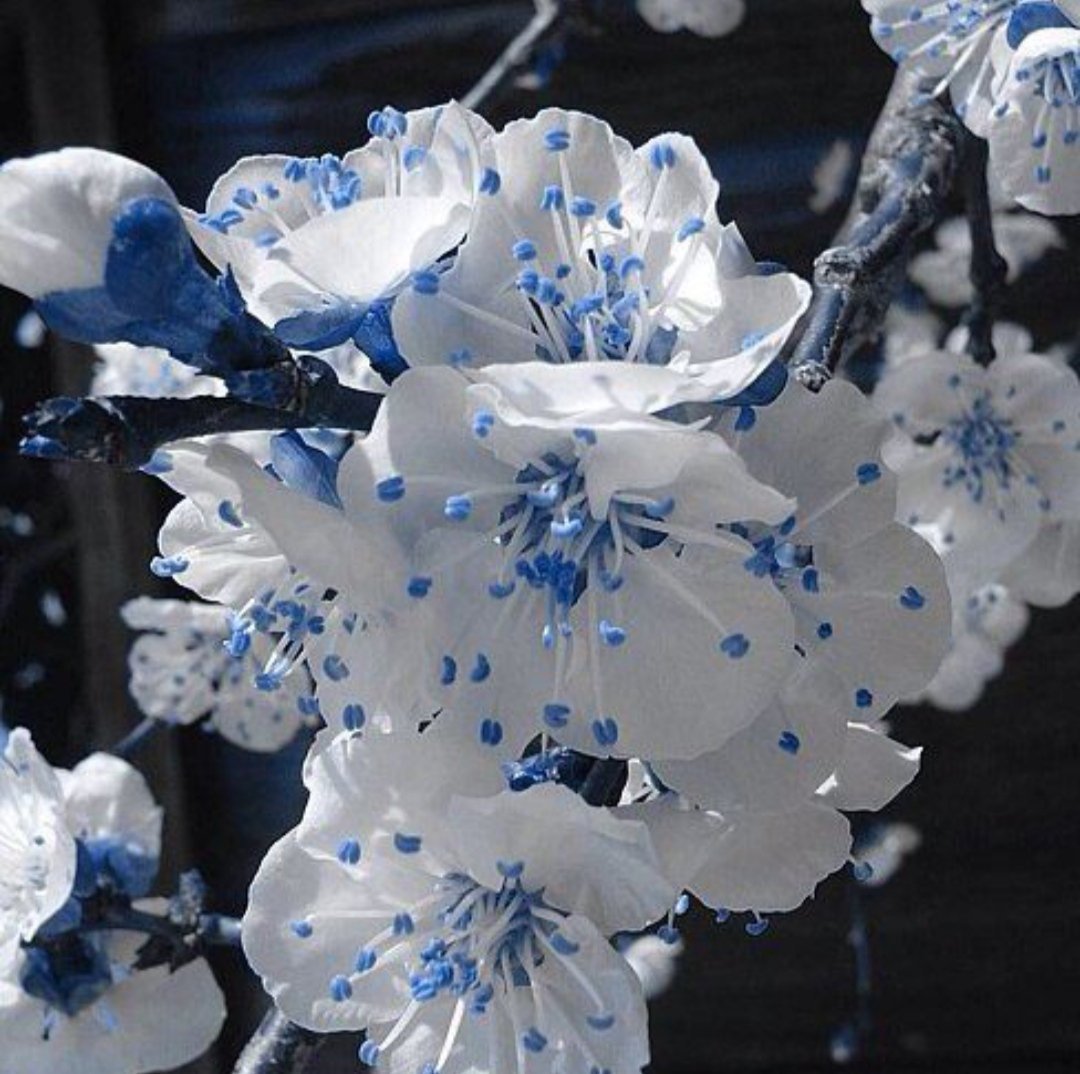 Шикарные голубые цветы