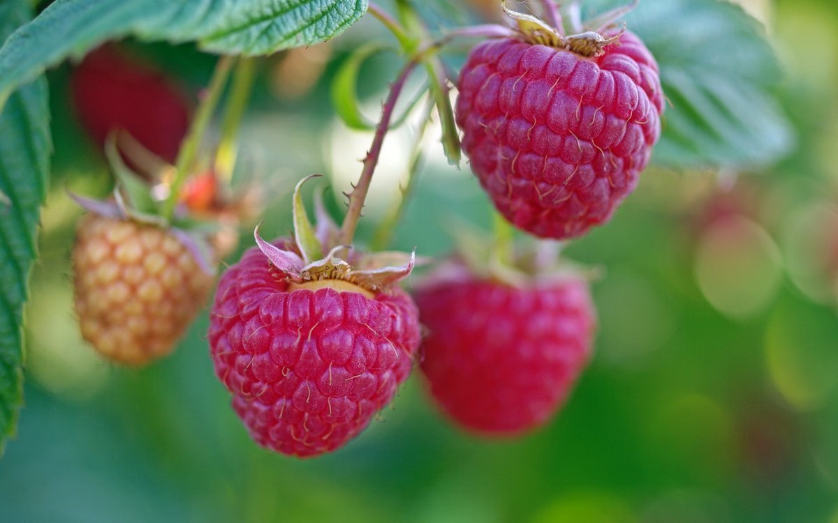 Алина (ремонтантная) клубника