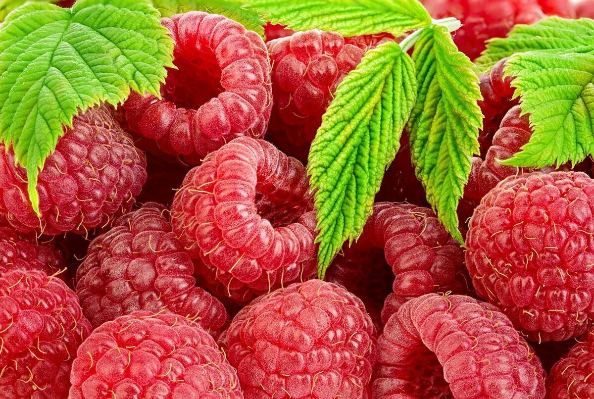 Малина меваси