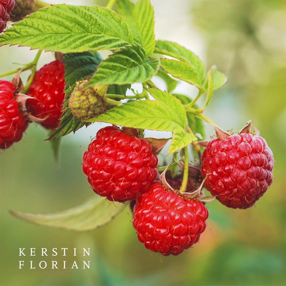 Малина которая растет вверх