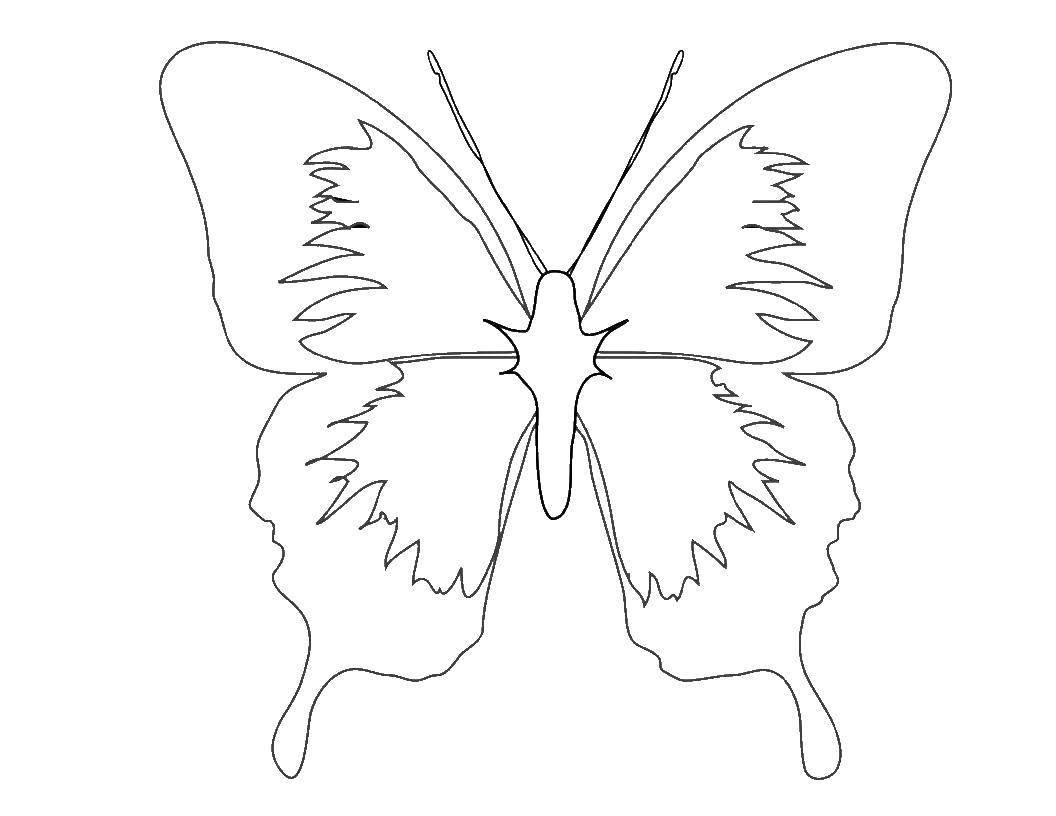 Бабочка шаблон для печати