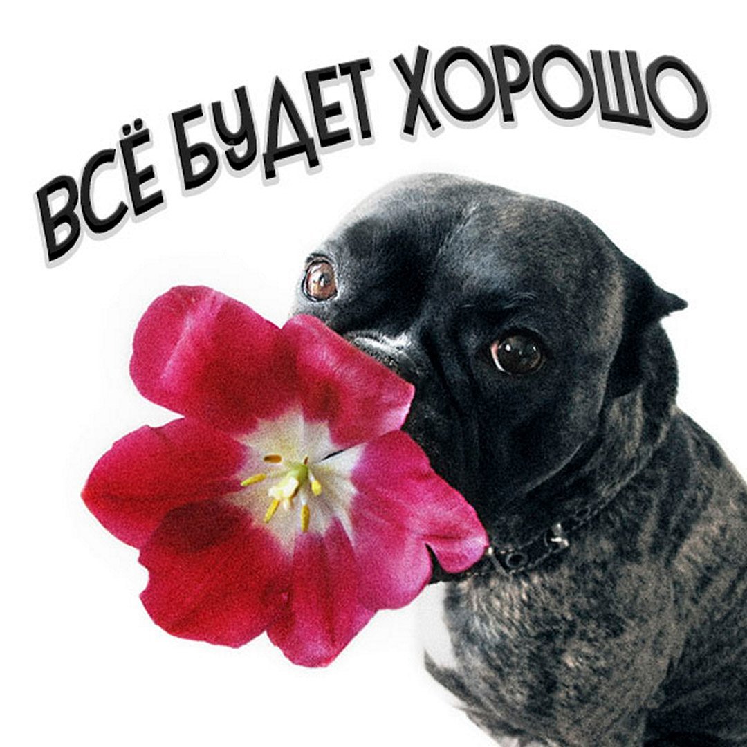 Красивое Приветствие девушке