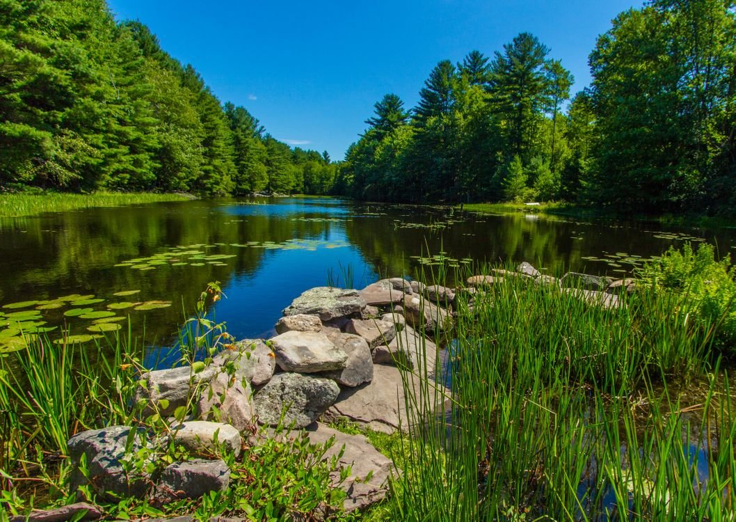 Лесное озеро Сестрорецк