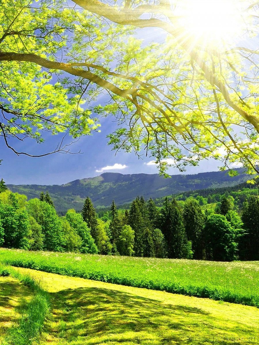 Природа деревья