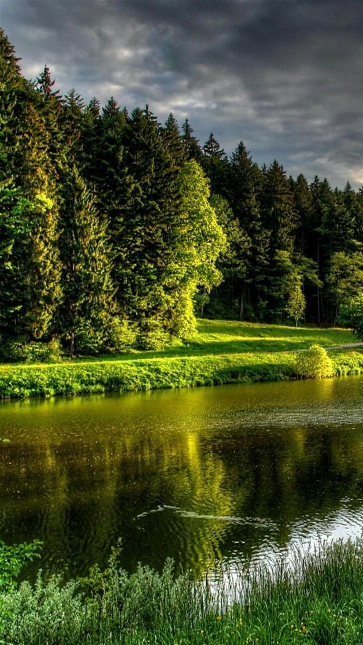 Природа лес река