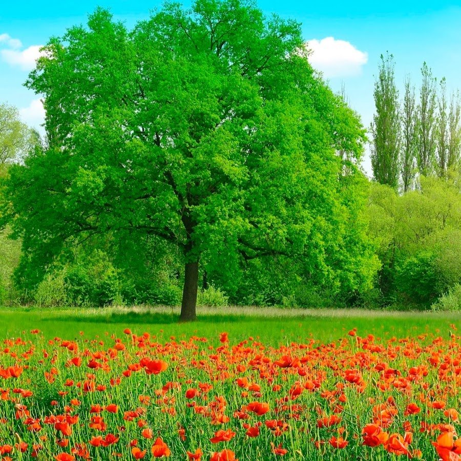 Зелень лета