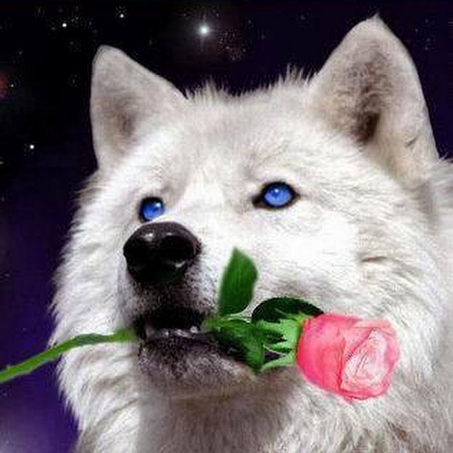 Белый волк с розой