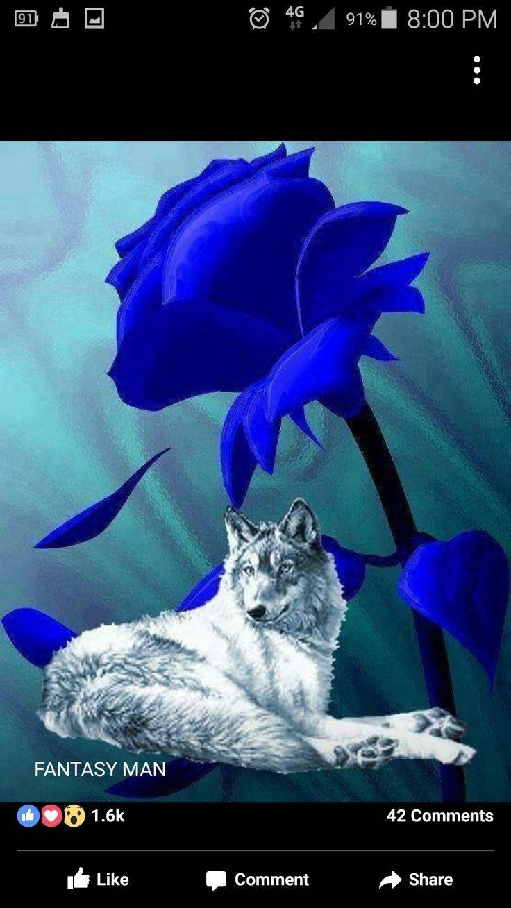 Голубой волк с розами