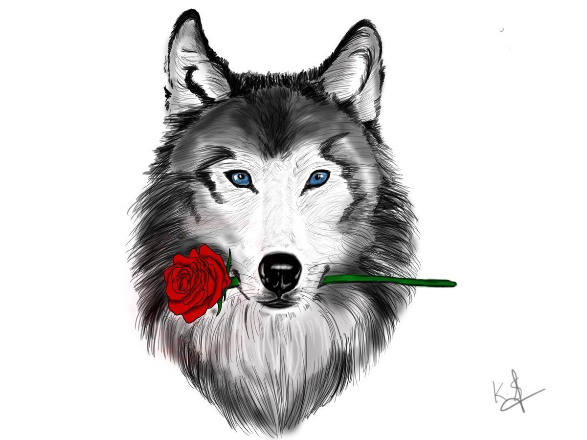 Волк с розой в зубах
