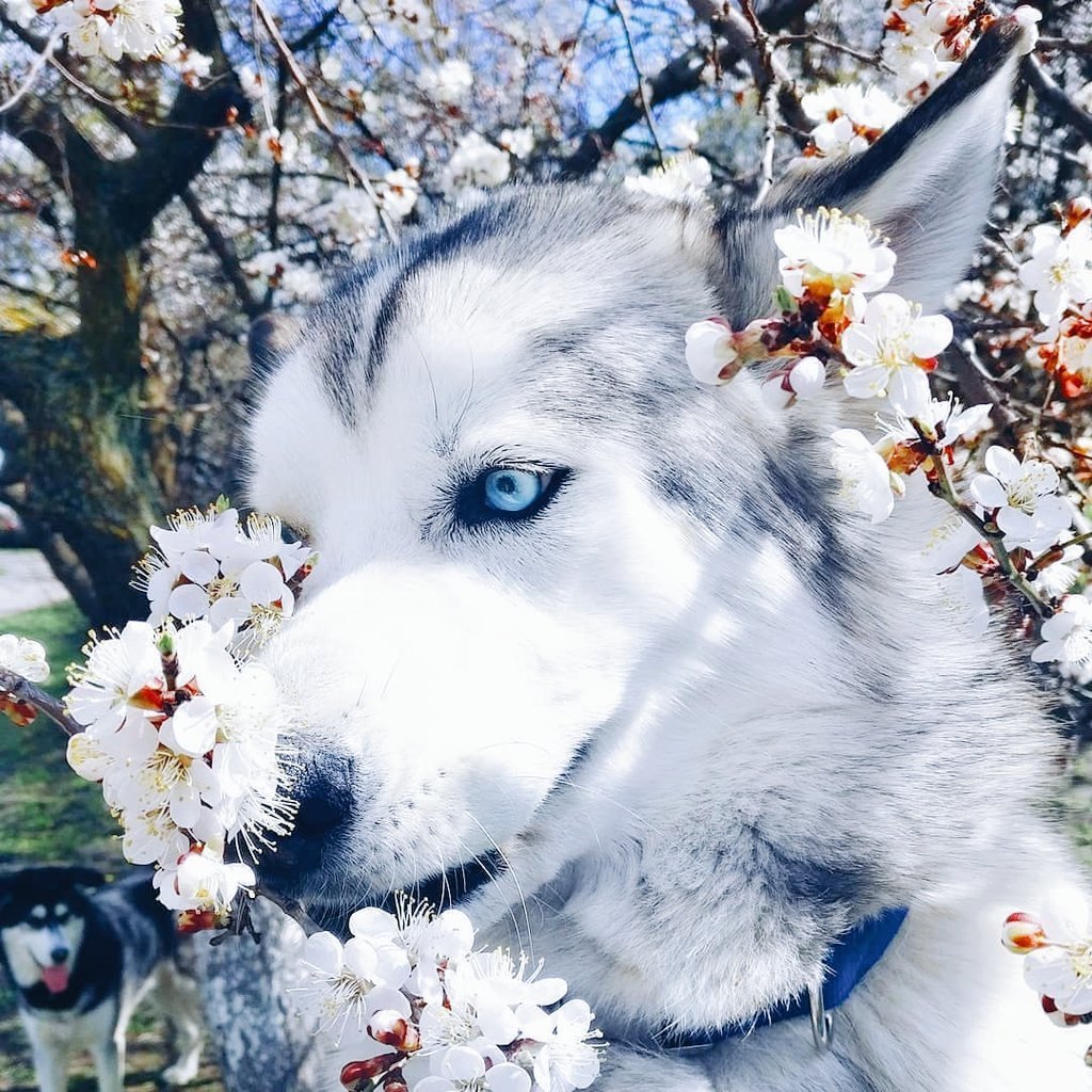 Хаски с венком