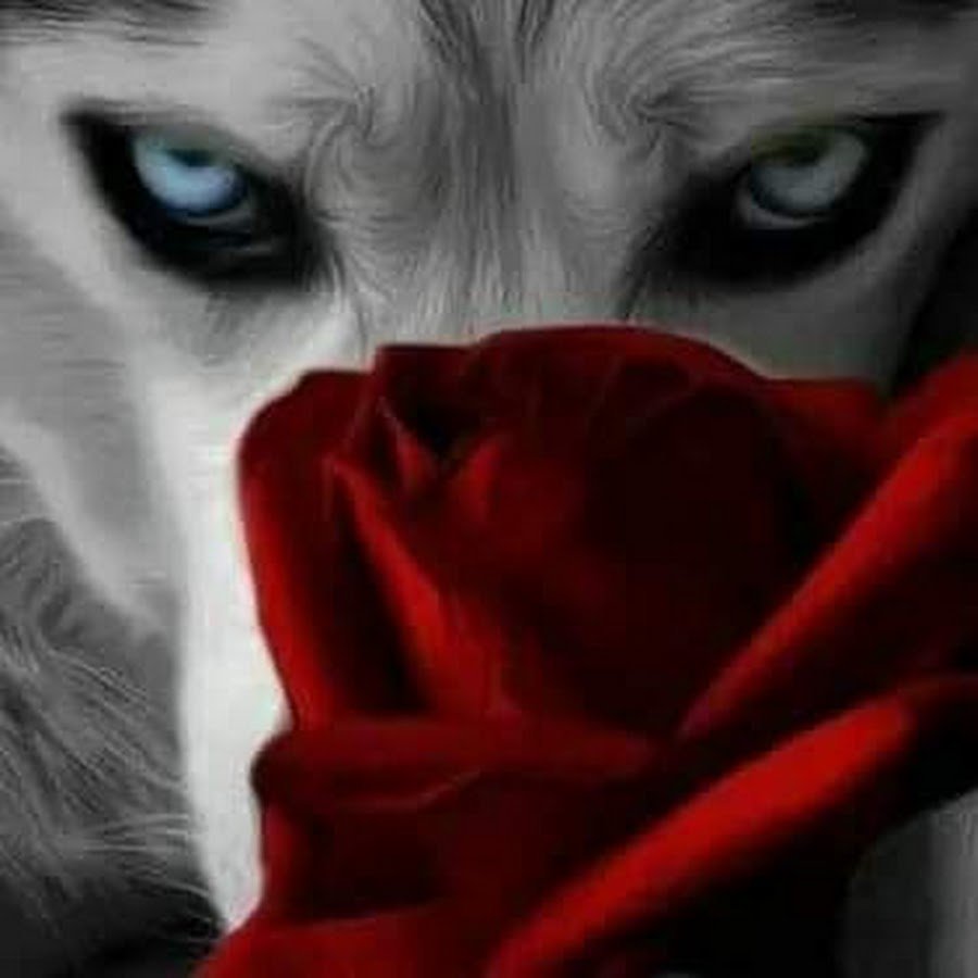 Волчица с розой