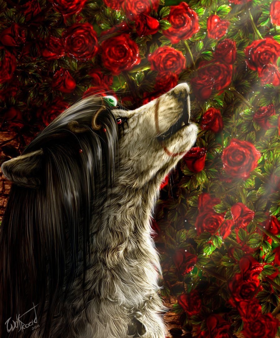 Волк с розой