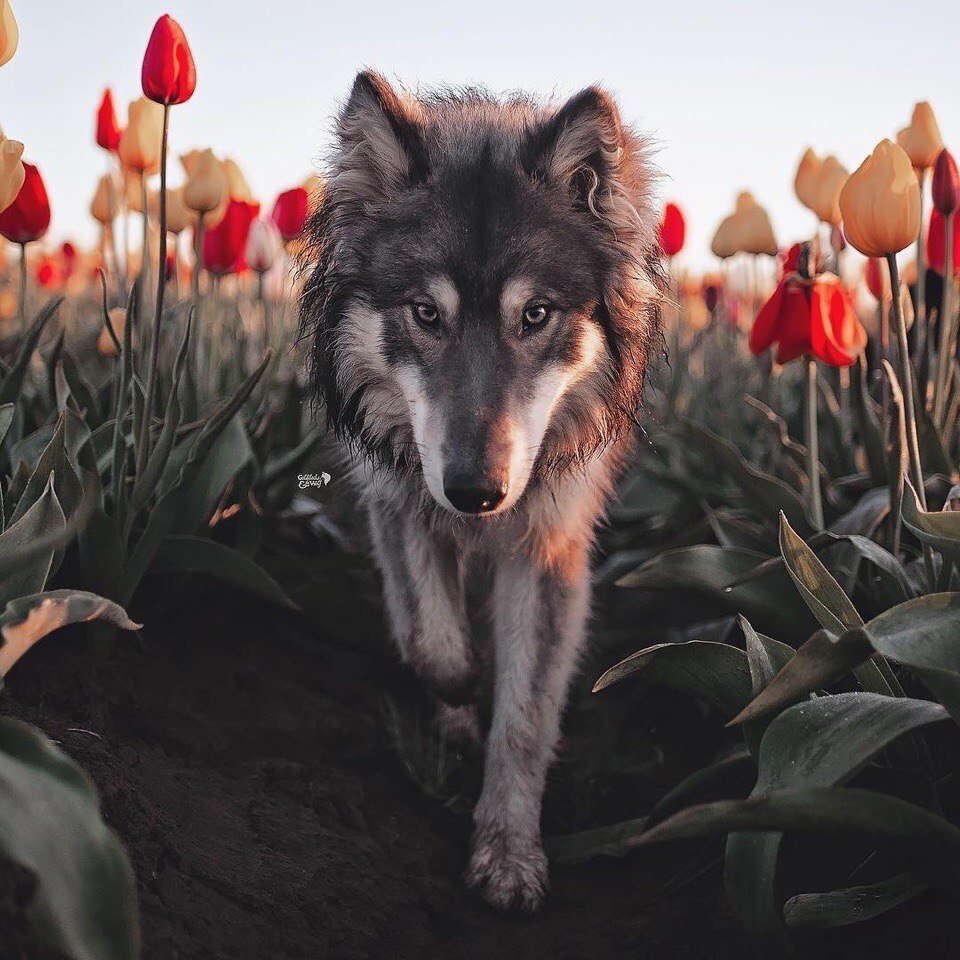 Волк с тюльпанами