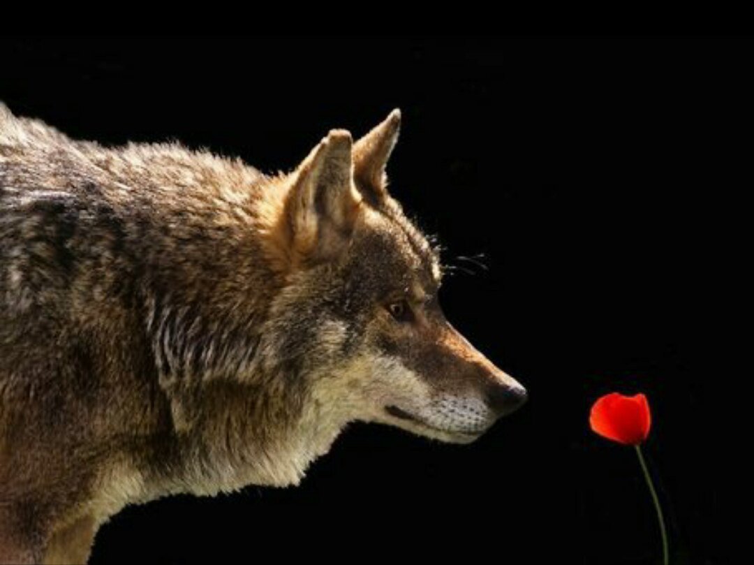 Волк нюхает